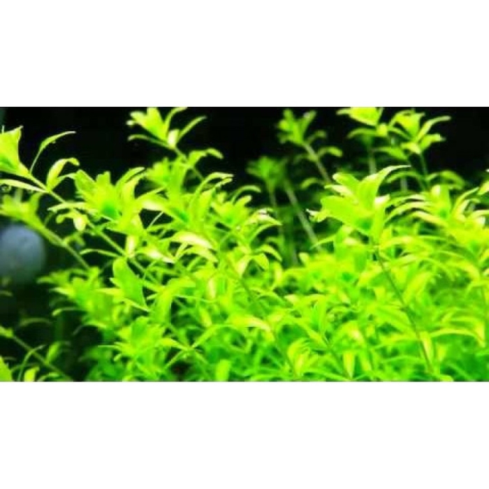 Микрантемум микрантемоидес хемиантус