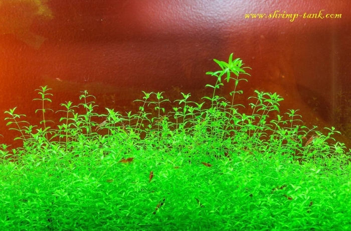 Хемиантус микрантемоидес