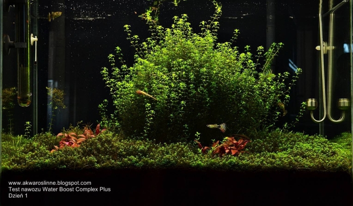 Голландский акваскейп