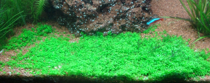 Хемиантус куба аквариумное растение