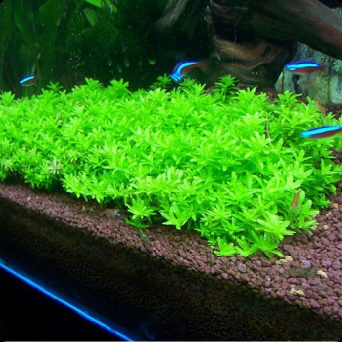 Аквариумное растение
