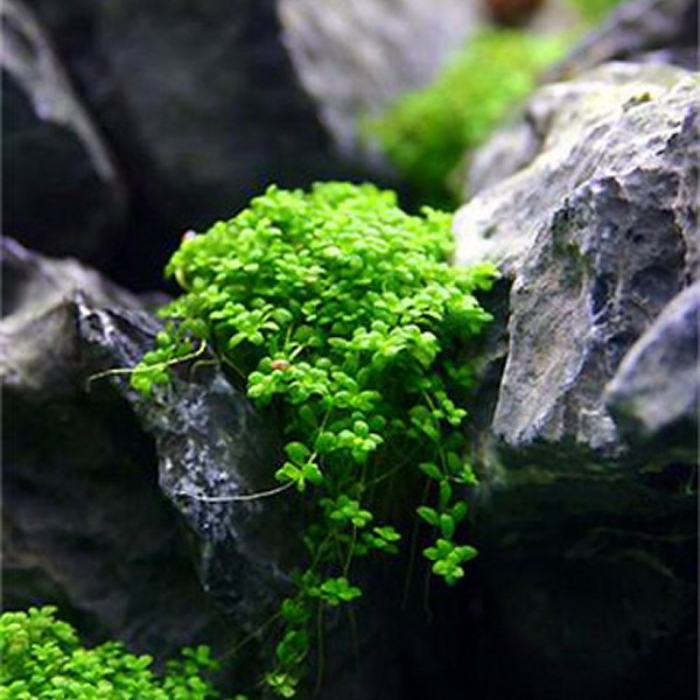 Хемиантус микрантемоидес