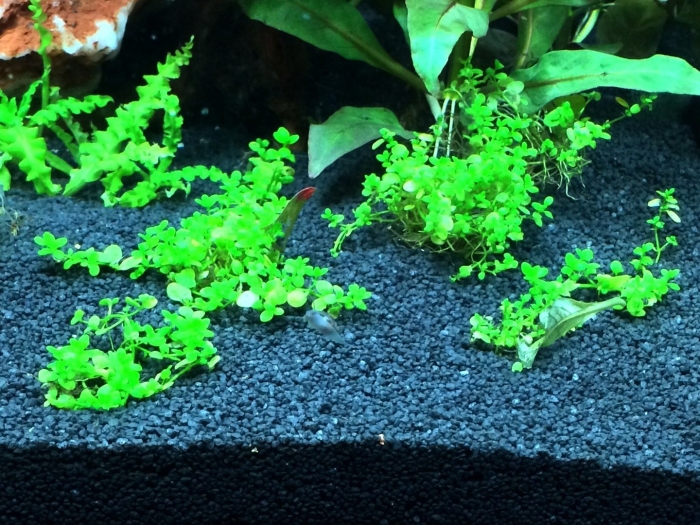 Хемиантус микрантемоидес