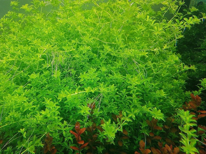 Растение аквариумное