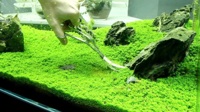 Hemianthus callitrichoides cuba