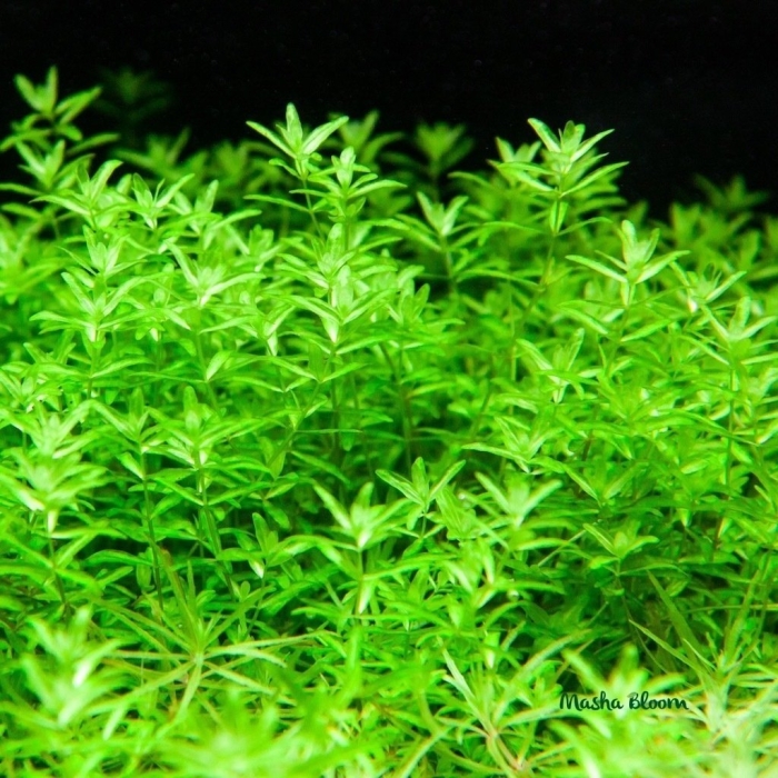 Микрантемум малоцветковый аквариумное растение