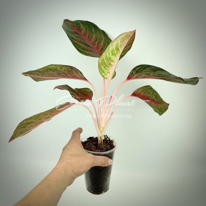 Аглаонема леон