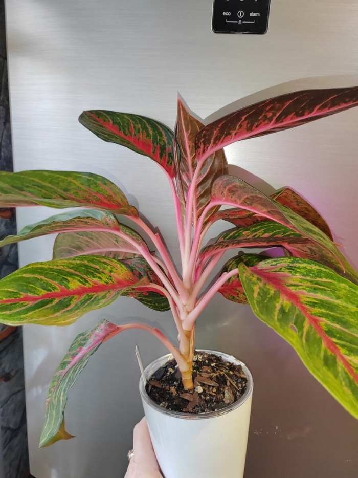 Растение аглаонема