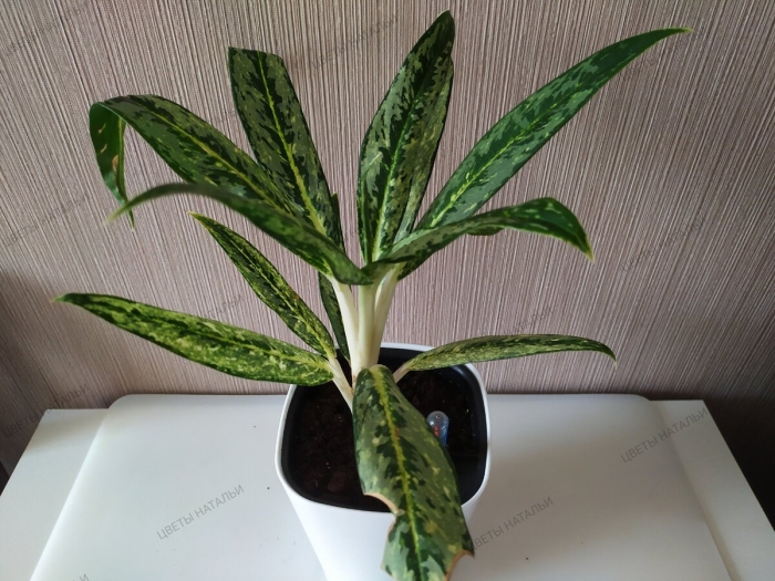 Аглаонема matcha lemon