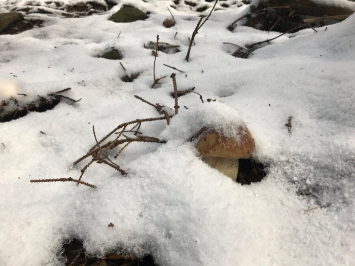 Грибы зимой