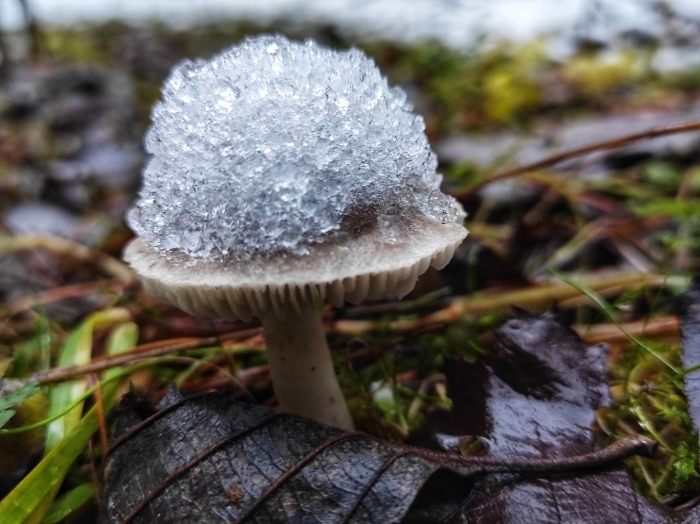 Снежный гриб