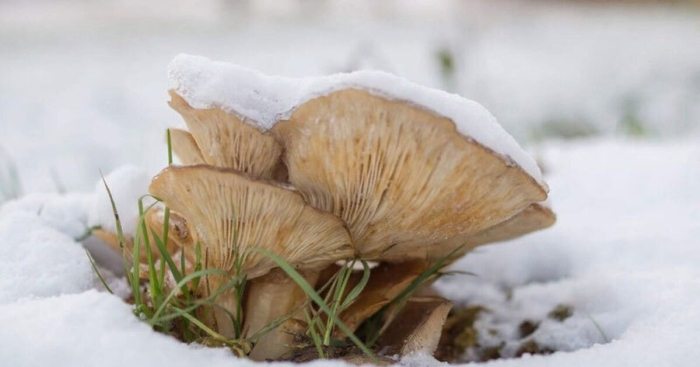 Зимняя вешенка гриб