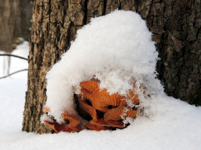Грибы под снегом в лесу