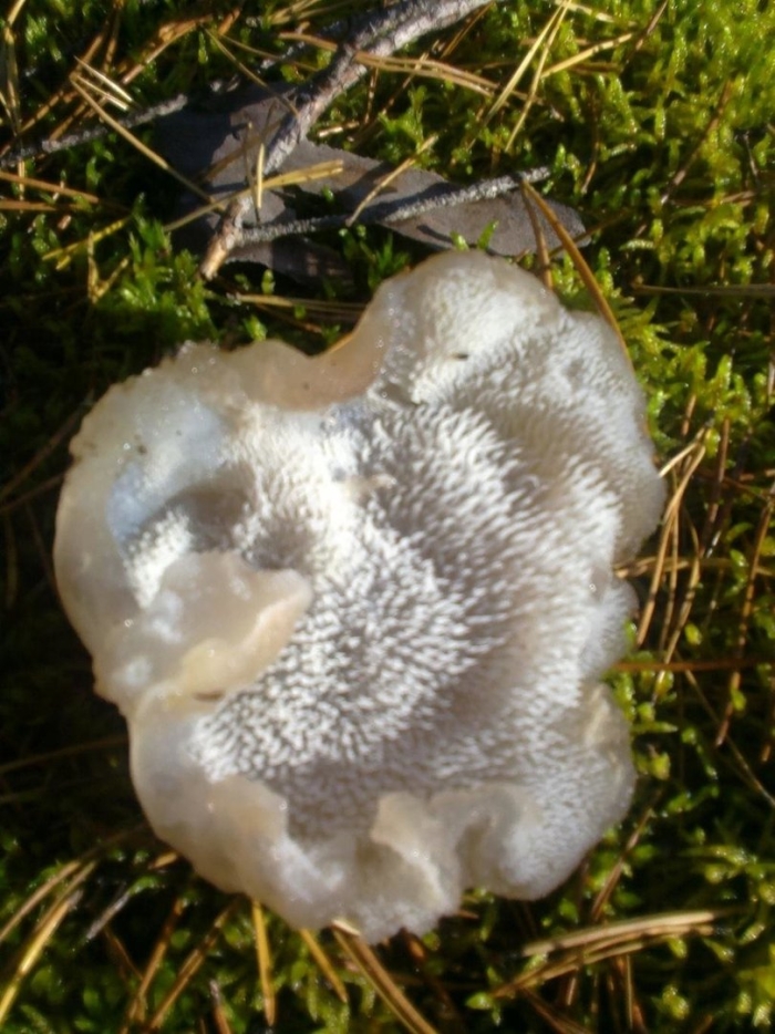 Грибы ежовик студенистый