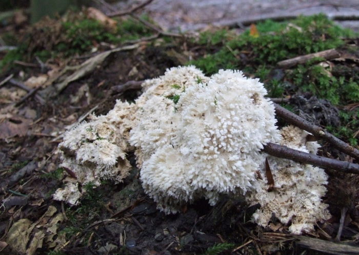 Дрожалка мозговая