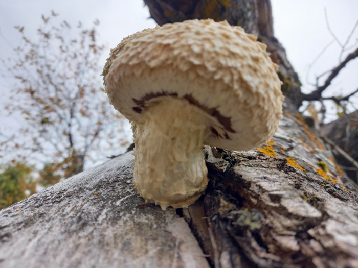 Чешуйчатка тополёвая hemipholiota populnea