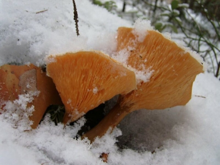 Лисичка ложная hygrophoropsis aurantiaca
