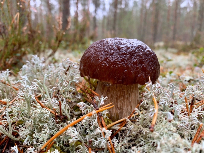 Белый гриб боровик