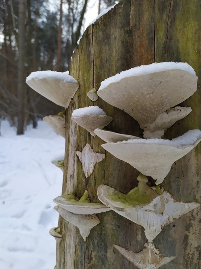 Гриб трутовик