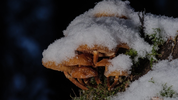 Зимний гриб фламмулина