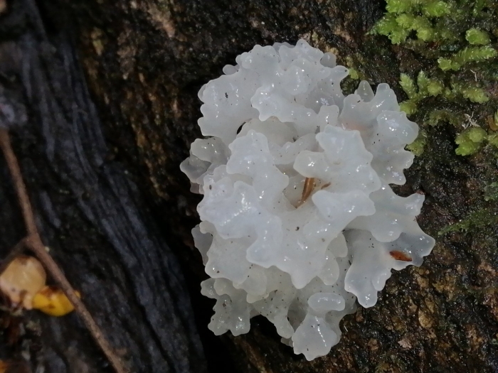 Tremella fuciformis