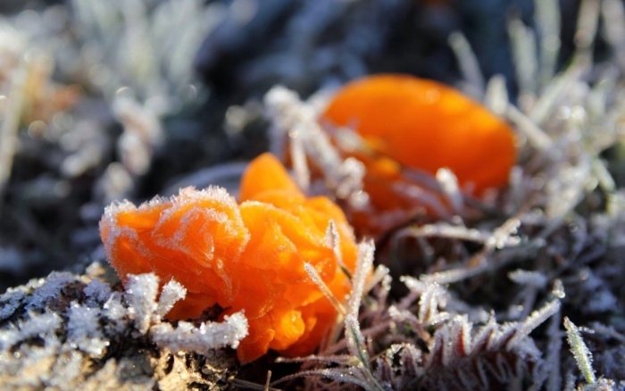 Дрожалка оранжевая tremella mesenterica