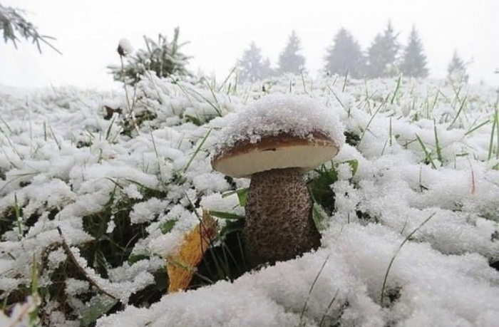 Подснежники прикол