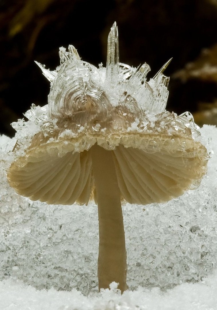 Мицена гриб