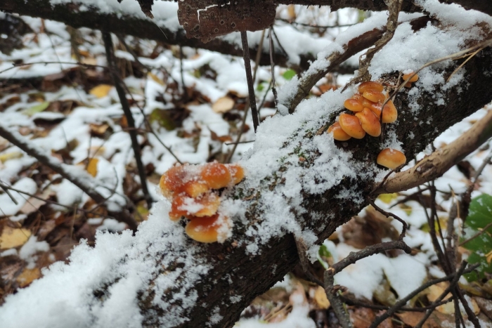 Зимние опята в подмосковье