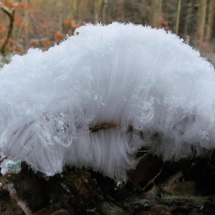 Ледяные волосы природное явление