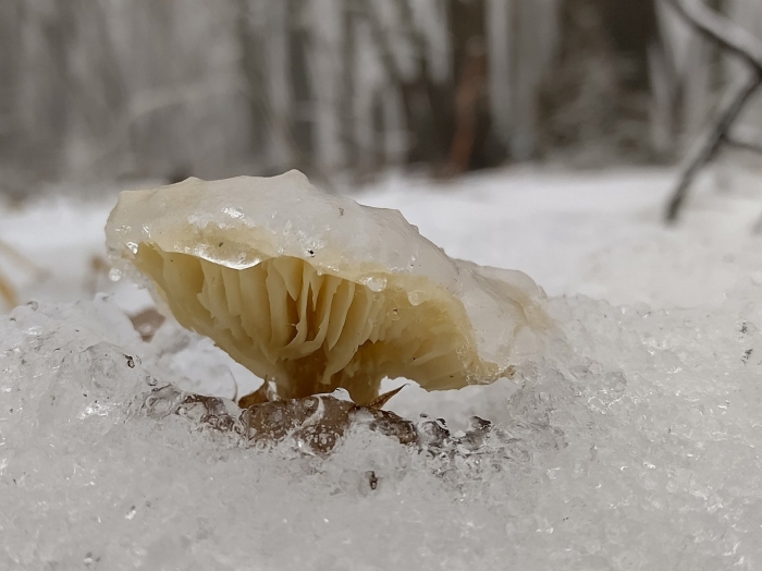 Ледяной гриб