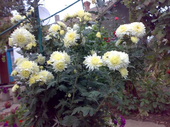 Хризантемы в огороде