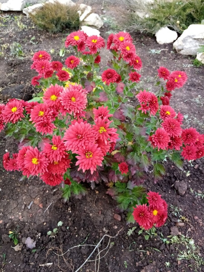 Хризантема корейская резея