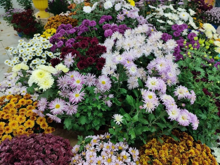 Никитский ботанический сад бал хризантем