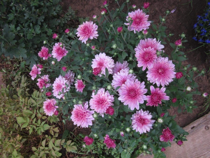 Хризантемы дачные