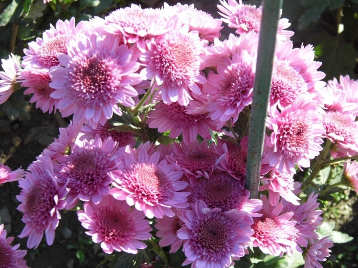 Хризантема корейская розалинда
