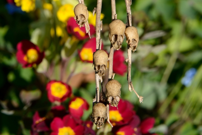 Львиный зев семенные коробочки