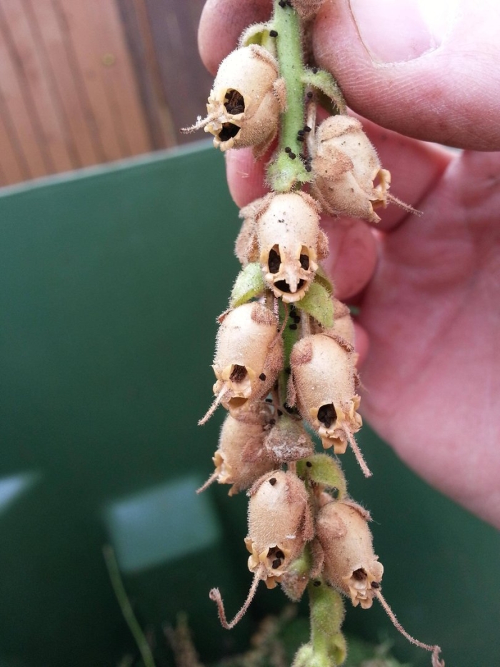 Семенные коробочки львиного зева