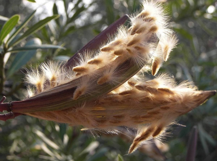 Семена олеандр