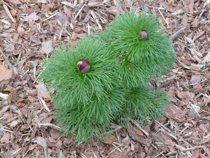 Пион тонколистный rubra plena