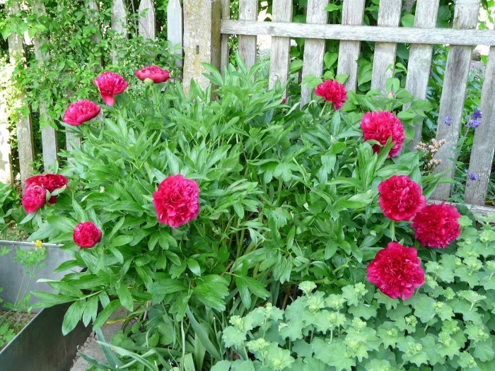 Пион оффициналис рубра плена