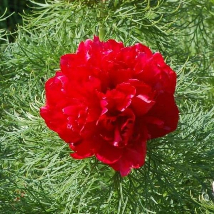 Пион тонколистный махровый