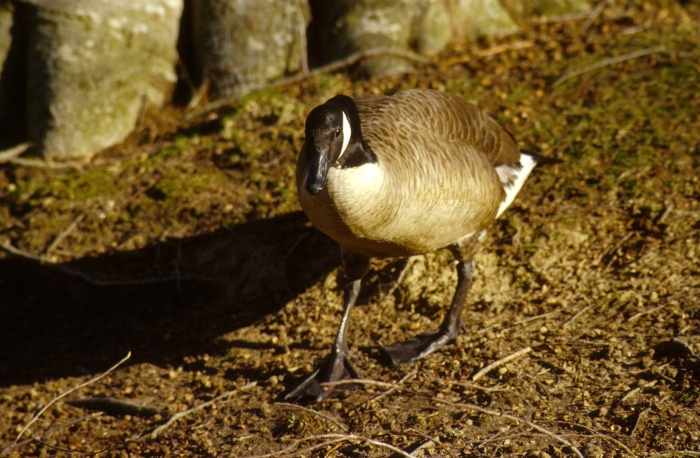 Канадский гусь казарка