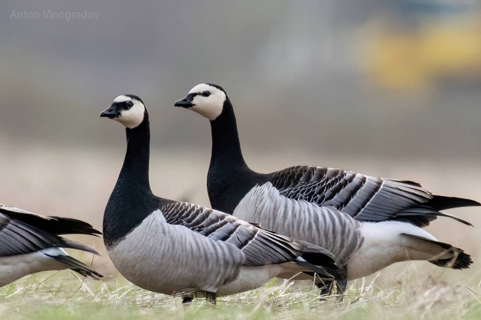 Белощекая казарка