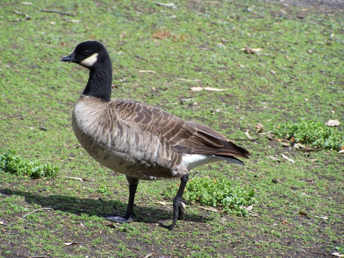 Малая канадская казарка