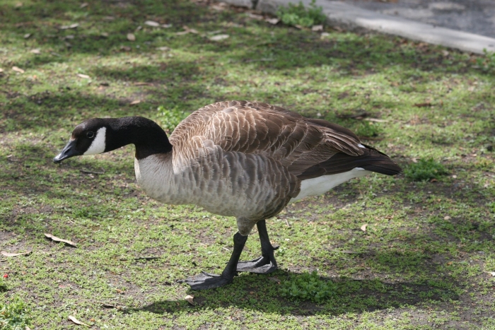 Канадский гусь казарка