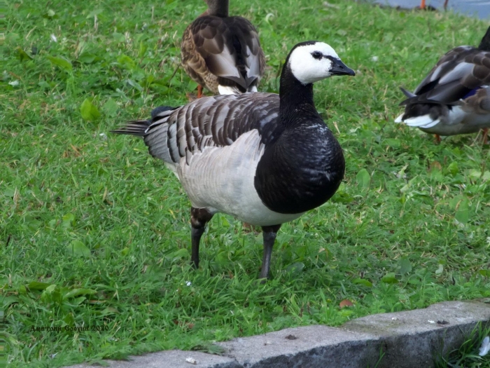 Белощекая казарка