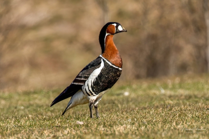 Краснозобая казарка