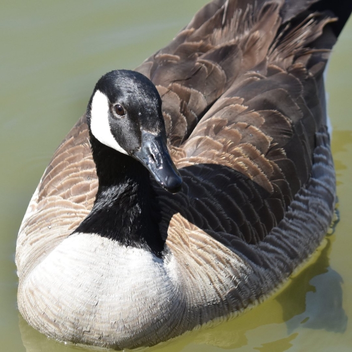 Дикие гуси казарка