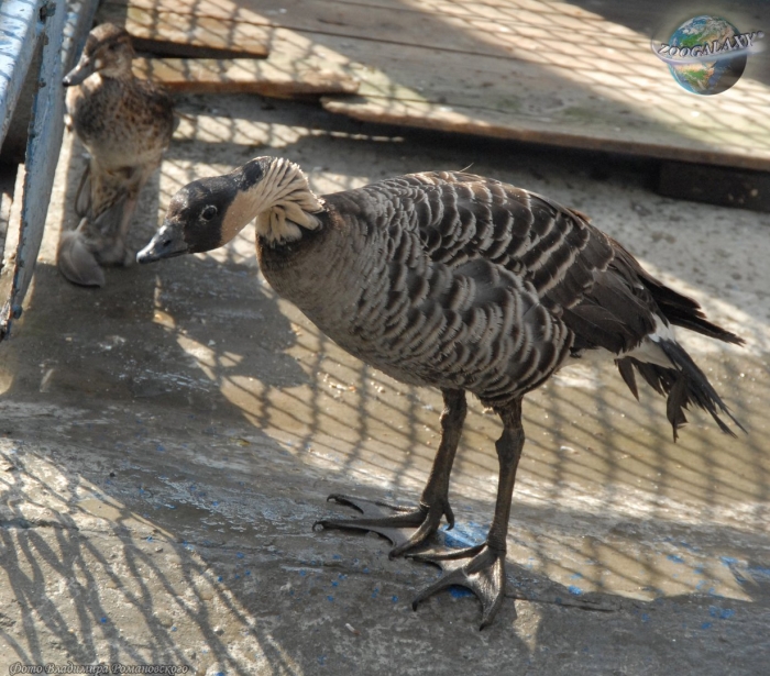 Гавайская казарка